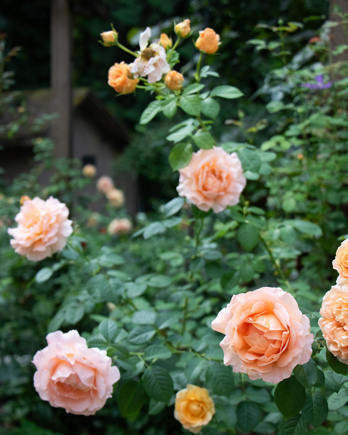 Peach English garden roses in bloom in the Floretta garden in Maple Ridge