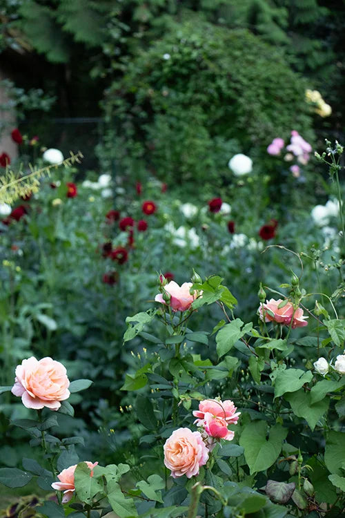 Peach and pink garden roses in bloom in the Floretta garden