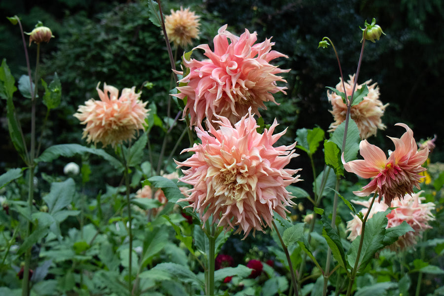 Peach dinnerplate dahlias in bloom in the Floretta garden in Maple Ridge