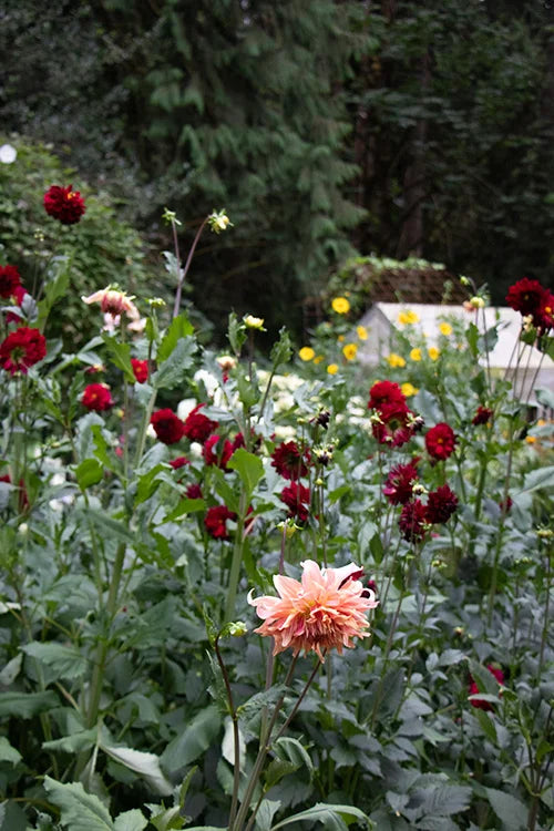 Dark red and peach dahlias growing in the Floretta flower garden in Maple Ridge