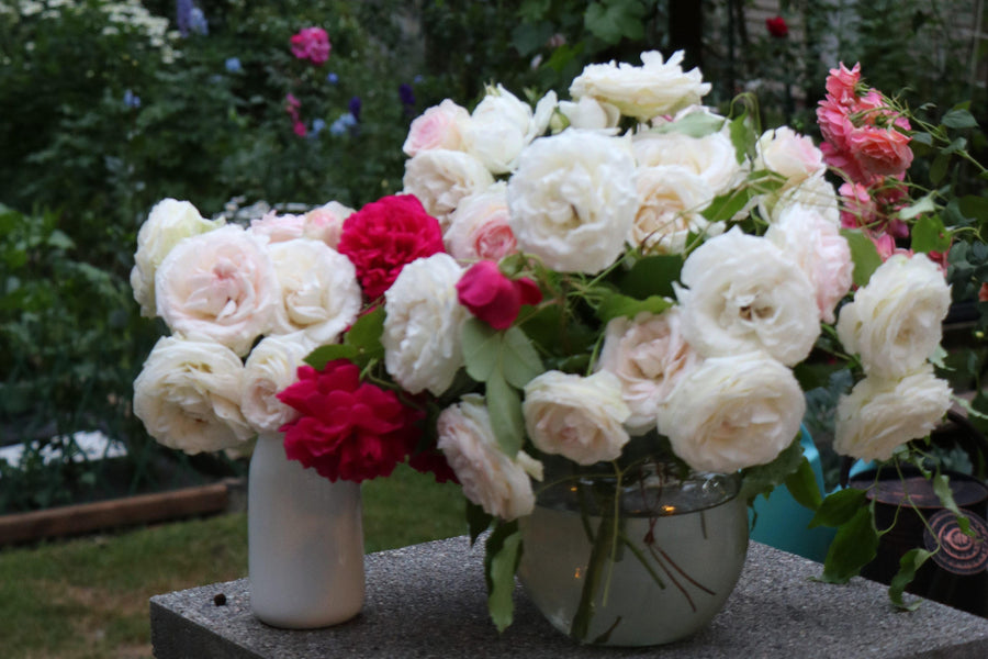 White and red garden roses in a glass bowl and a vase, set out in the Floretta garden