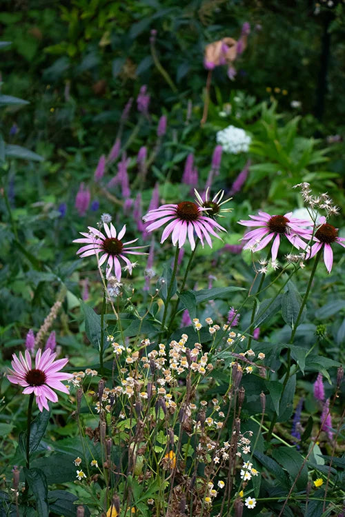 Pink echinacea and summer wildflowers in the Floretta garden